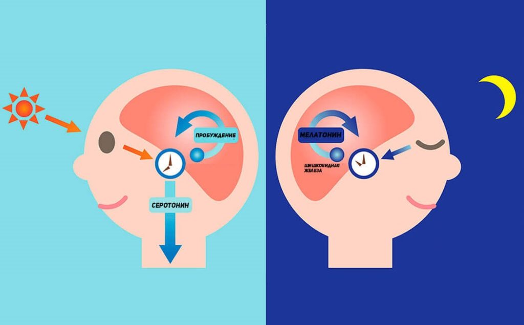 Мелатонин: применение, польза для организма, как принимать